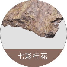 七彩桂花
